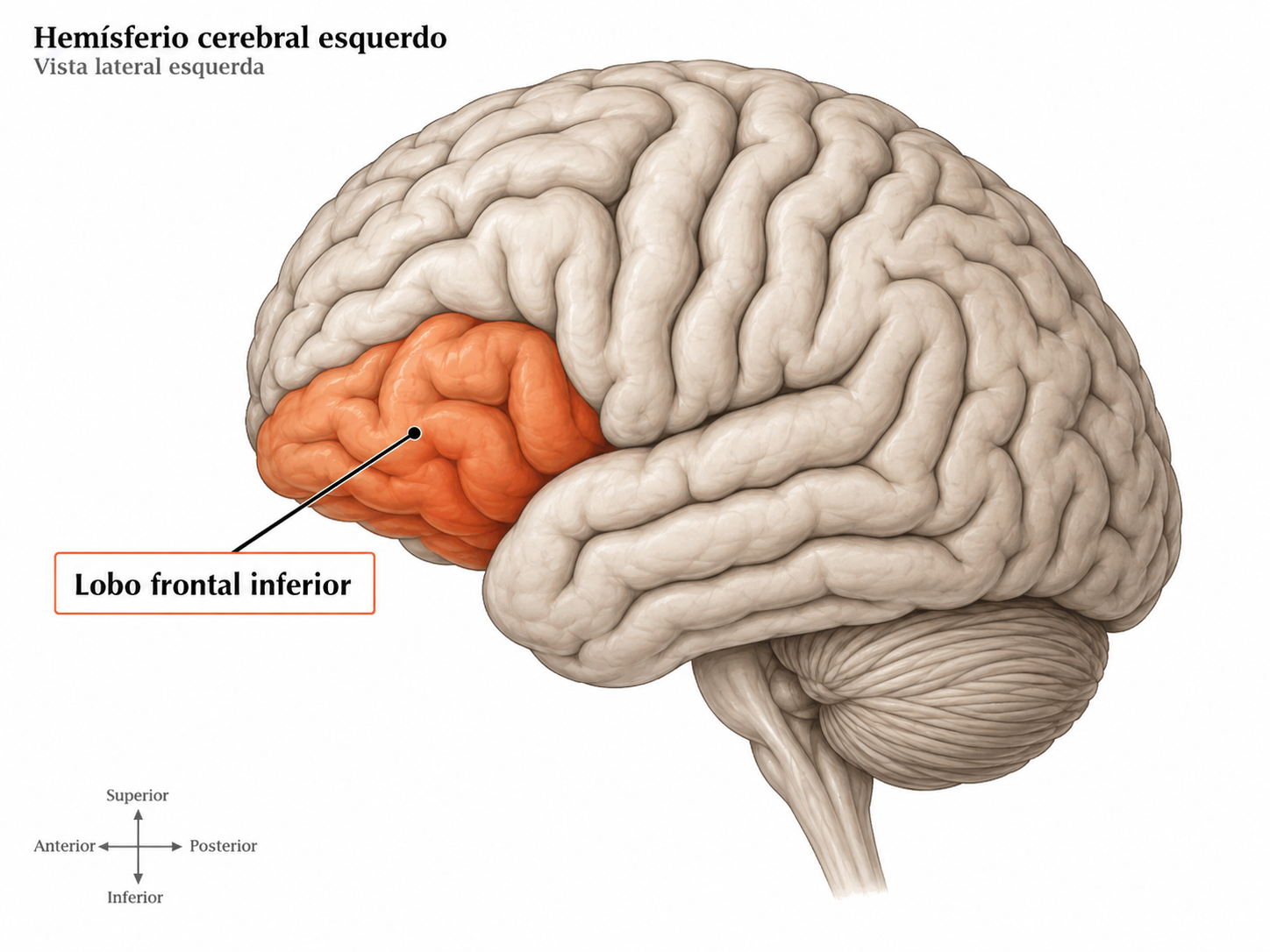 Ilustração do hemisfério cerebral esquerdo com o lobo frontal inferior destacado em laranja