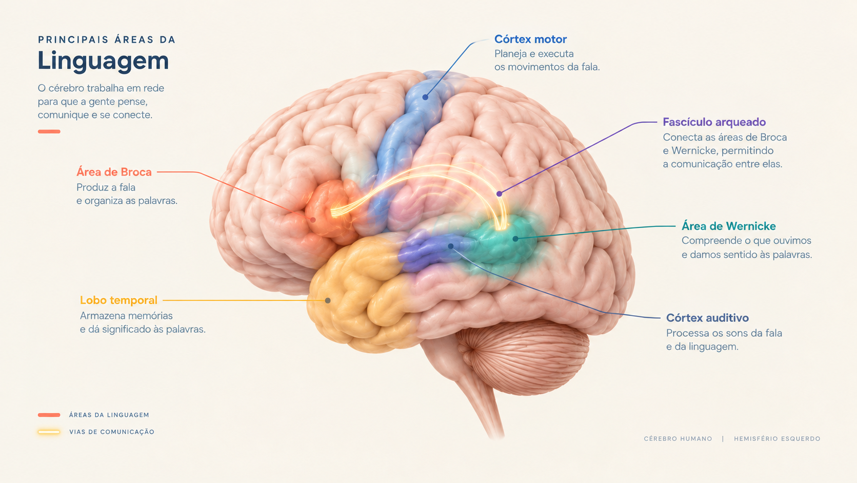 Ilustração do cérebro humano com as principais áreas da linguagem destacadas